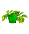 Neon Pothos Live Healthy Plant for Office/Home
