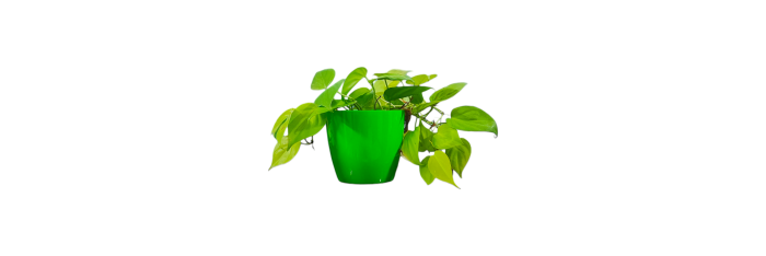 Neon Pothos Live Healthy Plant for Office/Home