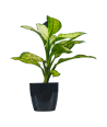 Aglaonema Chinese Evergreen Live Healthy Plant for Office/Home