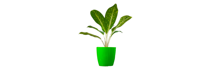Aglaonema Pearl Live Healthy Plant for Office/Home