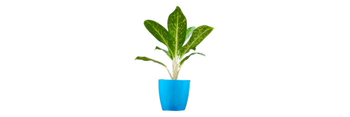 Aglaonema Pearl Live Healthy Plant for Office/Home