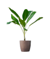 Aglaonema Stripes Live Healthy Plant for Office/Home