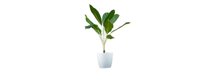 Aglaonema Stripes Live Healthy Plant for Office/Home