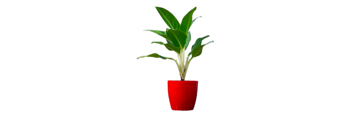 Aglaonema Silver Queen Live Healthy Plant for Office/Home
