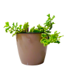 Pedilanthus Curly Pink Live Healthy Plant for Office/Home