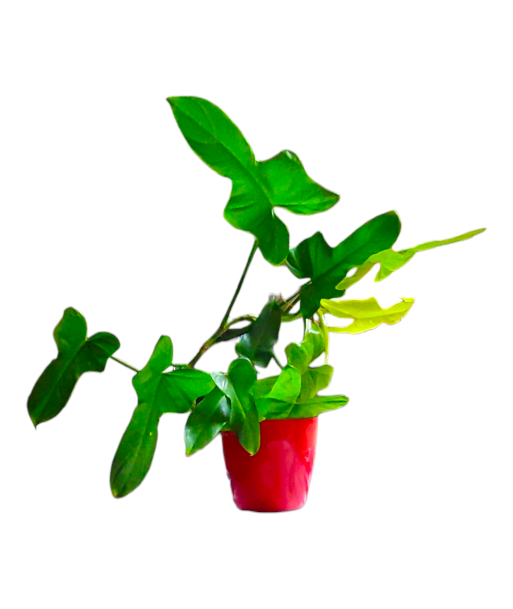 Philodendron Gold Violin Live Healthy Plant for Office/Home