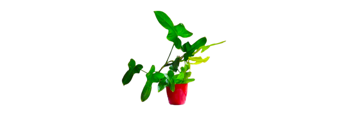 Philodendron Gold Violin Live Healthy Plant for Office/Home