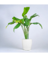 Peace Lilly Live Healthy Plant for Office/Home