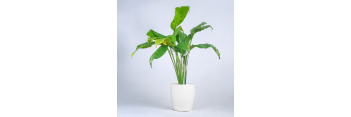 Peace Lilly Live Healthy Plant for Office/Home