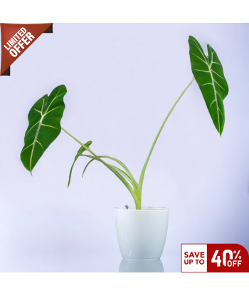 Alocasia Frydek Live Healthy Plant for Office/Home
