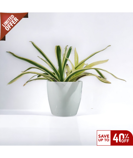 Billbergia Louise Live Healthy Plant for Office/Home