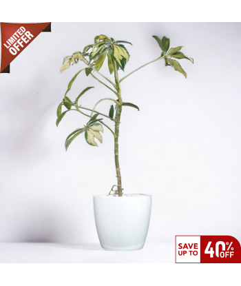 Schefflera Gold Variegated Live Healthy Plant for Office/Home