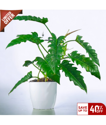Philodendron Narrow Escape Live Healthy Plant for Office/Home