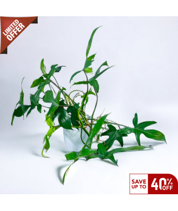 Philodendron Florida Ghost Live Healthy Plant for Office/Home