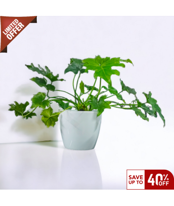 Philodendron Xanadu Live Healthy Plant for Office/Home