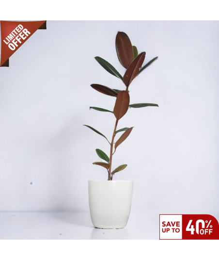 Rubber Plant Live Healthy Plant for Office/Home