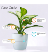 Aglaonema Chinese Evergreen Live Healthy Plant for Office/Home