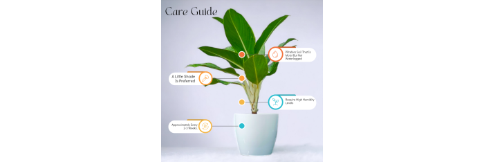 Aglaonema Silver Queen Live Healthy Plant for Office/Home