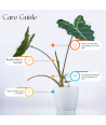 Alocasia Elephant Ear Live Healthy Plant for Office/Home