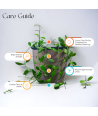 Dischidia Green Live Healthy Plant for Office/Home