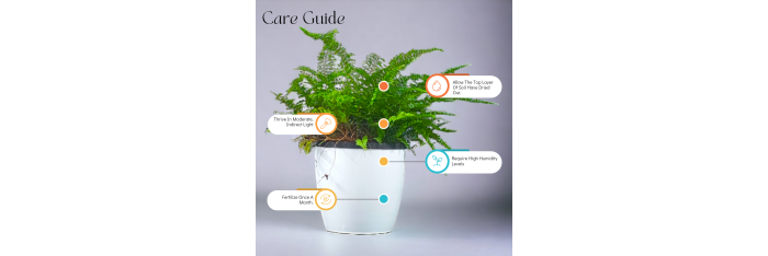 Morpankhi Fern Live Healthy Plant for Office/Home