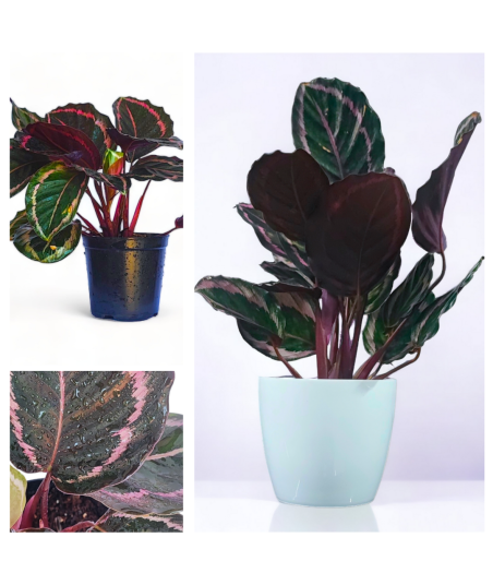 Calathea Roseopicta Dottie Live Healthy Plant for Office/Home