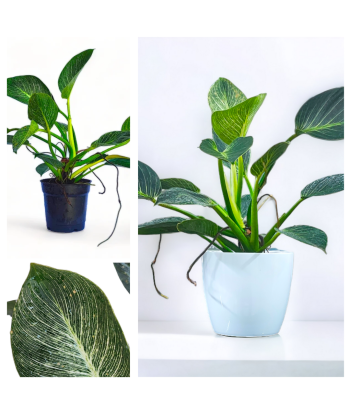 Philodendron Birkin Live Healthy Plant for Office/Home