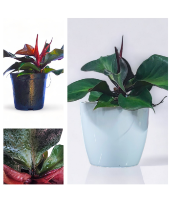 Philodendron Red Heart Live Healthy Plant for Office/Home
