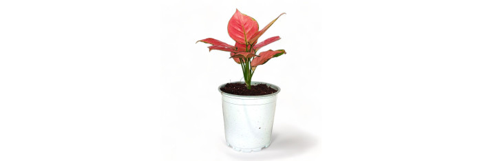Aglaonema Pink Princess Live Healthy Plant for Office/Home
