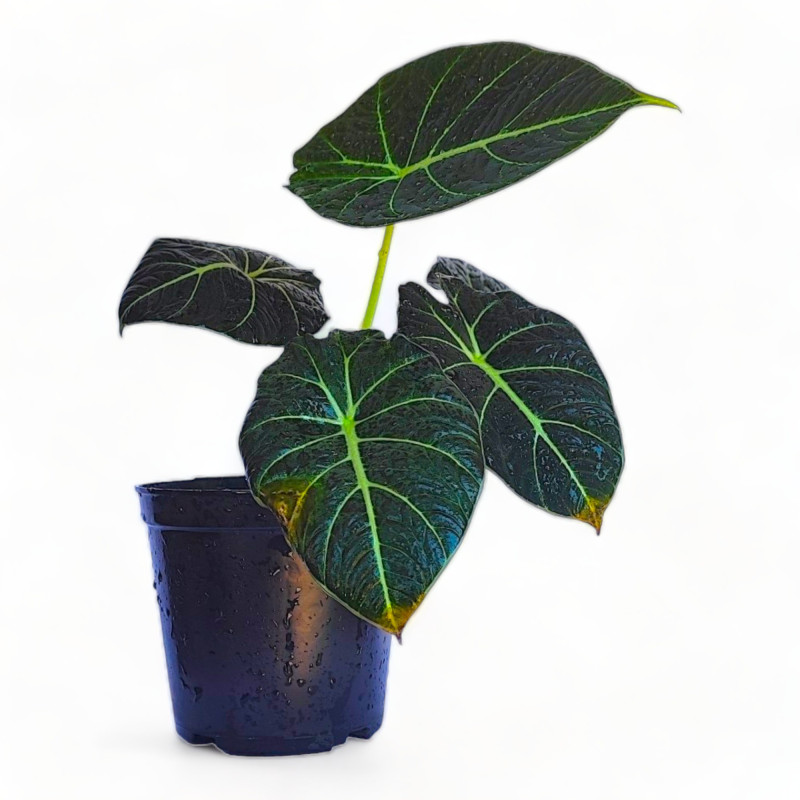 Alocasia Black Velvet Live Healthy Plant for Office/Home