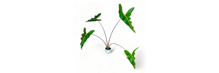 Alocasia Sarian Live Healthy Plant for Office/Home
