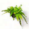 Boston Fern Live Healthy Plant for Office/Home