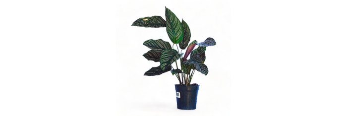 Calathea Pinstripe Live Healthy Plant for Office/Home