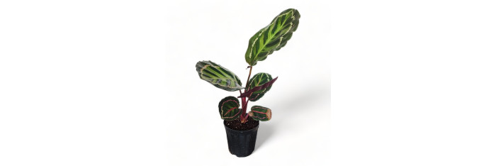 Calathea Roseopicta Live Healthy Plant for Office/Home