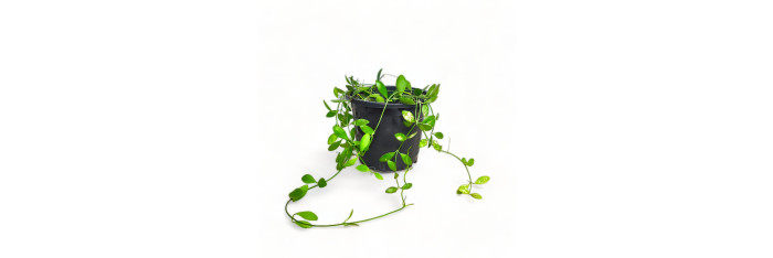 Dischidia Green Live Healthy Plant for Office/Home