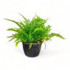 Morpankhi Fern Live Healthy Plant for Office/Home