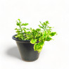 Pedilanthus Curly Pink Live Healthy Plant for Office/Home