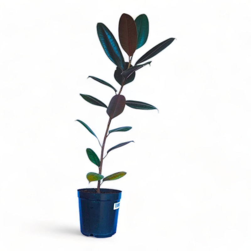 Rubber Plant Live Healthy Plant for Office/Home