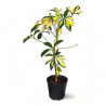 Schefflera Gold Variegated Live Healthy Plant for Office/Home