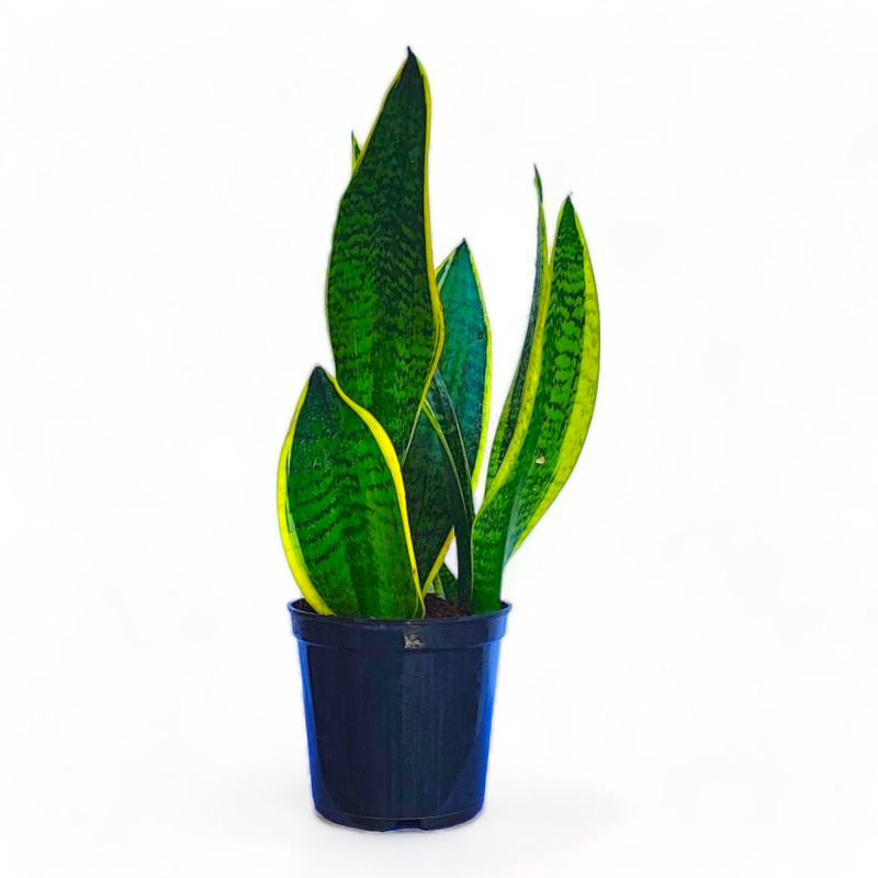 Snake Plant Green Live Healthy Plant for Office/Home