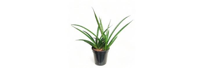 Snake Plant Moto Live Healthy Plant for Office/Home