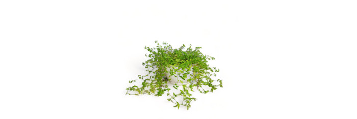 Turtle Vine Green Live Healthy Plant for Home