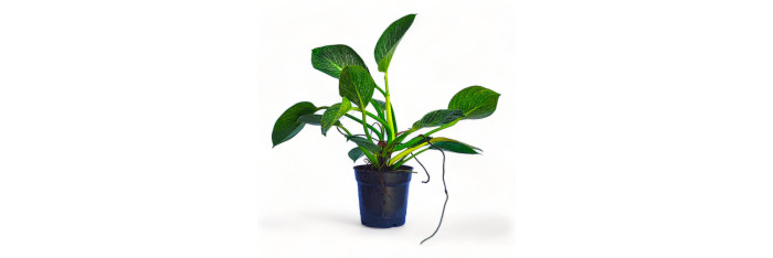 Philodendron Birkin Live Healthy Plant for Office/Home