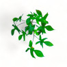 Philodendron Florida Ghost Live Healthy Plant for Office/Home