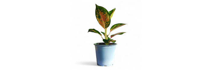 Aglaonema Red Plant Live Healthy Plant for Office/Home