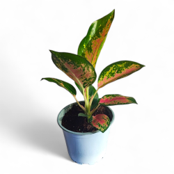Aglaonema Red Plant Live Healthy Plant for Office/Home