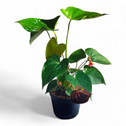 Anthurium - Red Flower Plant