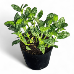 Fittonia Green Plant Nerve Plant