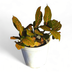 Fittonia Red Veined Nerve Plant