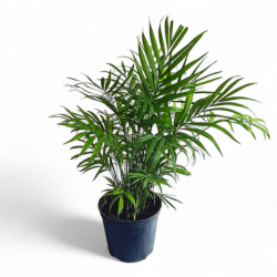 Table Bamboo Palm